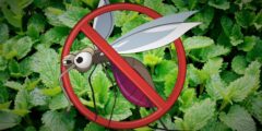 نباتات تحميك من بعوض الصيف و تعمل على طرد الحشرات بشكل نهائي
