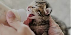 تربية القطط حديثة الولادة