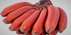 فوائد الموز الأحمر المذهلة