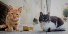 ماذا تأكل القطط الصغيرة من طعام البيوت