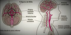 الدورة الدموية للمخ
