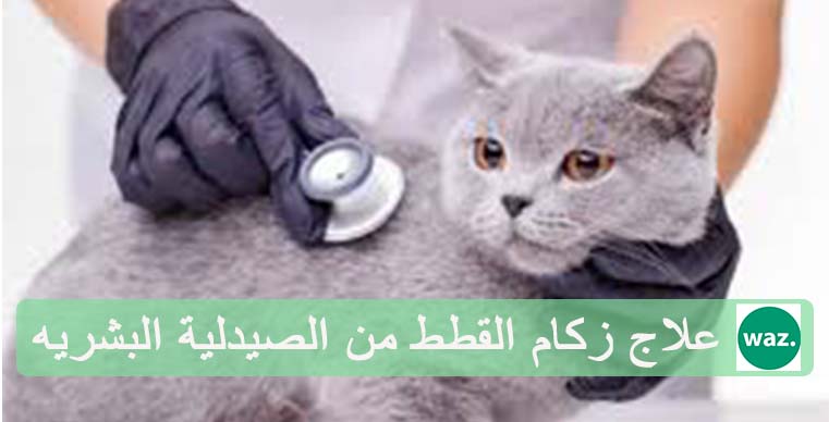 علاج زكام القطط من الصيدلية البشريه